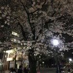 Cherry Blossoms At Night